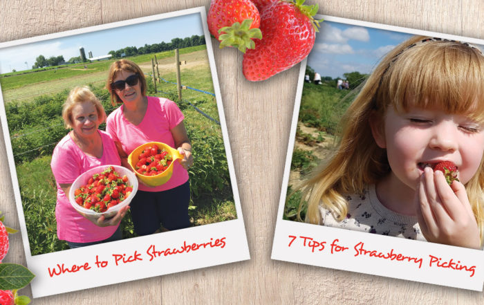 Where to go strawberry picking in Syracuse and 7 best tips for picking strawberries