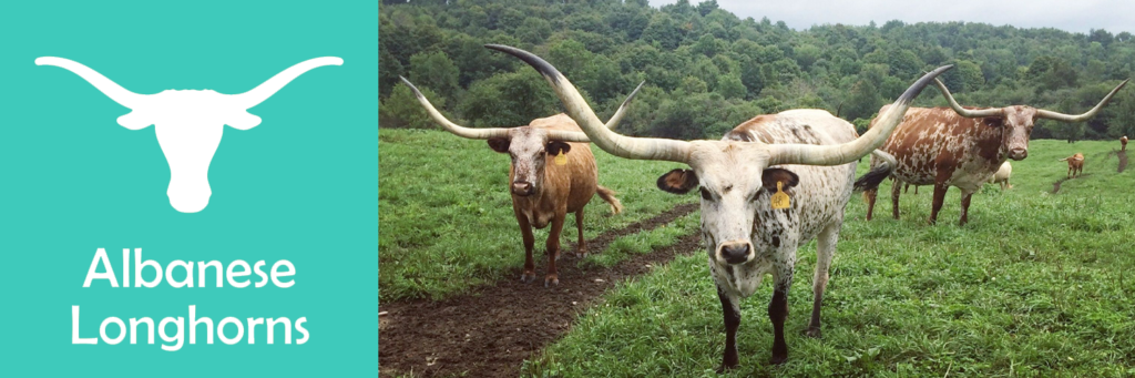 Albanese Longhorns at ON Farm Fest 2024